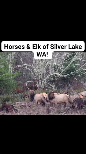 Did you know there's Horses in the wild in Silver Lake WA? One of our viewers, Megan Hubbard, shared video she captured of the wild Horses 🐎 & Elk 🫎 near her home. Nature's 🔶AMAZING🔶! Do you enjoy the beautiful nature of SW Washington? | Cowlitz County News
