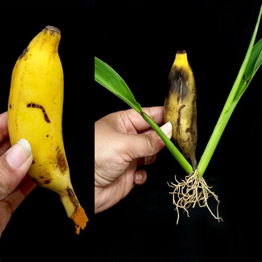 How to Grow Banana Tree from Cutting Banana fruit In A Turmeric Powder | Tamanna Garden