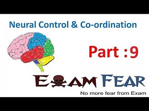 Structure of Neural Membrance - Neural control coordination,Biology, Class 11 Video Lecture