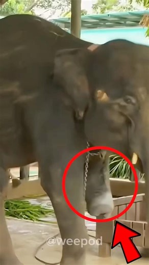 Miracle Elephant Gets a Second Chance at Life! 😱🥺🐘