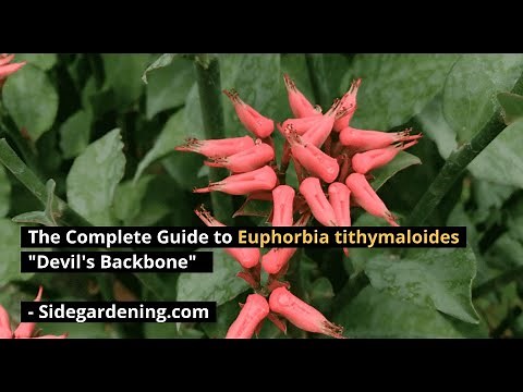 The Complete Guide to Euphorbia tithymaloides "Devil's Backbone"