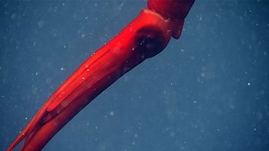 #CephalopodWeek continues! Whiplash squid like this Magnoteuthis magna feed by extending their two long tentacles as they drift along with the current. The tentacles have microscopic suckers on them that are very sticky — and thus perfect for catching prey such as small crustaceans that drift by in the water column. We encountered this squid while exploring a canyon off the coast of Virginia during Windows to the Deep 2019. | NOAA Ocean Exploration