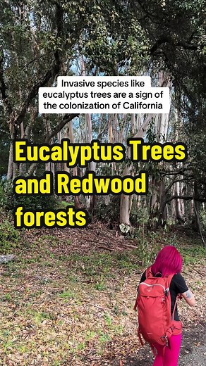 Eucalyptus Trees in California: Impact on Biodiversity & Wildfires
