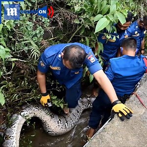 111K views · 208 reactions | This python nearly pounced on one of the villagers! Via Newsflare | Daily Mail Video | Facebook