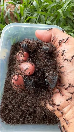 50,000 Bullet Ants Attack The Female Gorilla So Cool🐜🦍