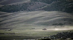 【喜马拉雅狼 Canis himalayensis】记录生活在世界之巅的神秘物种