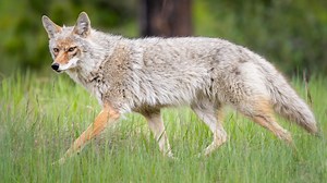 Sunnyvale authorities warn residents about recent coyote sightings