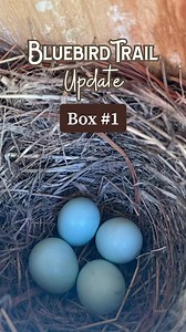 BLUEBIRD TRAIL UPDATE 🪺 🐦 Box 1 currently has 4 eggs🪺 Box 2 & 3 are currently empty🐦 Box 4 hatched 4🪺 Box 5 hatched 3 eggs with one remaining to hatch🐦 Box 6 is the newest nest built and has 5 eggs🪺 Box 7 was the first nest to be built and has 5 hatchlings🪺 Box 8 - 10 are currently emptyWant to learn more about these beautiful birds and how to support them? Join us for a Guided Bluebird Trail Walk on May 10 from 9-11AM with NJ Bluebird Society president Bernie Vassalli! This is a great o
