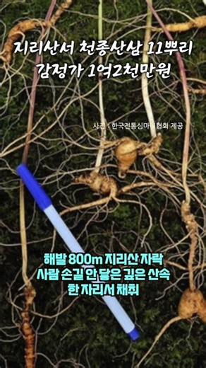 지리산서 100년 묵은 천종산삼 11뿌리…감정가 1억2천만원