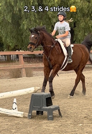 Mastering Strides with Arabian Horses: Practice Tips
