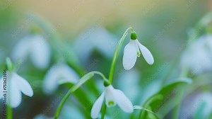 Galanthus Snowdrops In Bloom. Best Known And Most Widespread In Its Genus. White Springtime Flower.
