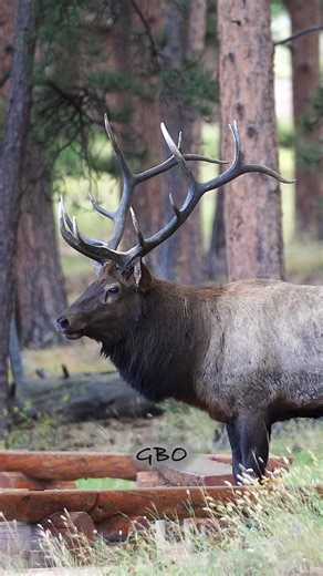 So cool to watch an elk bugle up close! www.GoodBullGuided.com | Good Bull Outdoors