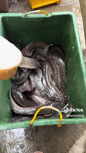 Understanding Snail Behavior with Salt Reaction
