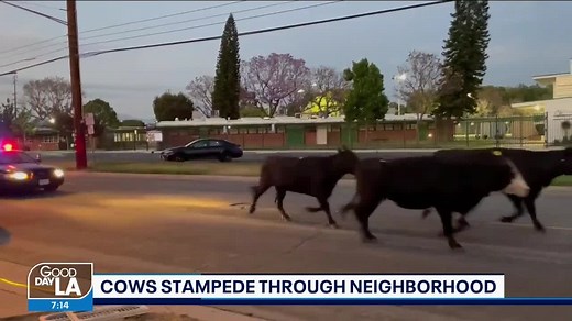 Cows escape slaughterhouse, stampede through California neighborhood