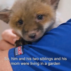 165K views · 8.5K reactions | The cutest baby fox is dropped off at the clinic after a dog killed its family.  Dr Scott finds a worrying lump on the cub: what could it be? | Bondi Vet | Facebook
