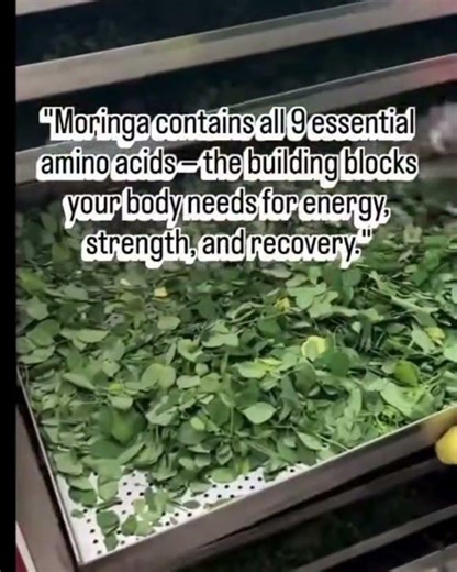 How Moringa Powder Is Made Step by Step | Natural Superfood Process #ayurveda #skincare