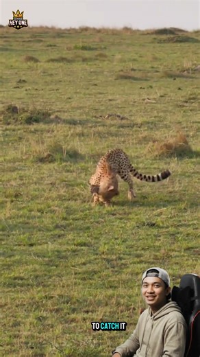 A Brave Fawn Teases a Hungry Cheetah in the Wild