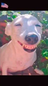 Adorable smiling dogs compilation that will brighten your day#SmilingDog #HappyDog #CutePets
