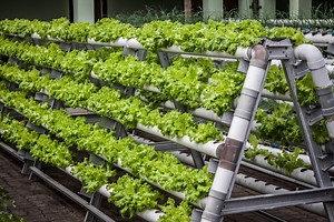 What is Vertical Farming? The Future of Vertical Farming