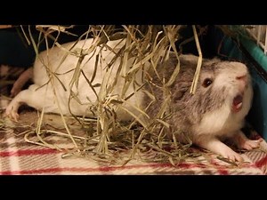 Can you watch this without yawning? | Guinea pig yawning compilation