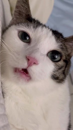 고양이 ASMR: 호섭이 버전