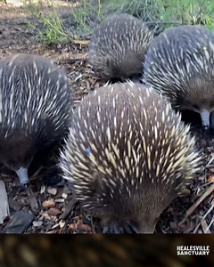 It's "echidna courtship" season at Healesville Sanctuary so here's 60 seconds of echidnas doing it like they do on the discovery channel. You are welcome. Visual description: an echidna emerges from a burrow and waddles away. A second echidna joins it then two others. A Zoo Keeper explains that echidna courtship is quirky while echidnas waddle around following each other. | Zoos Victoria