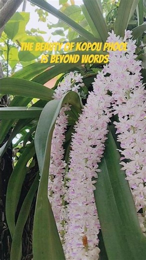 Kopou Phool (Rhynchostylis retusa) is the state flower of Assam #viral #assam #bihu
