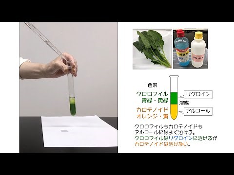 緑葉の色素抽出実験