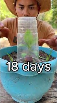 How to Grow Lychee Trees Faster Using Ripe Bananas | New Fruit Growing Technique for Maximum Yield