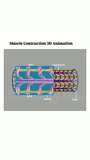 muscle contraction 3D #biology #anatomy #shortsfeed #feedshorts