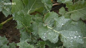 6.2K views · 21 reactions | After Cornwall saw record-breaking rain in January, farmers in the region say extreme weather is making their work much more difficult. Watch the full report on ITVX: https://tinyurl.com/5bxw3d4r | ITV News West Country | Facebook