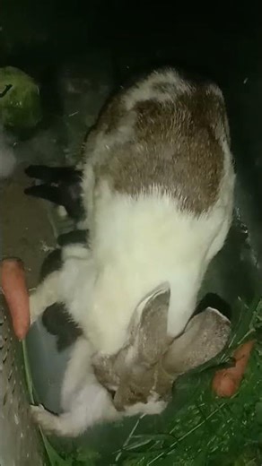 Rabbit baby milk 🥛🍼🍼