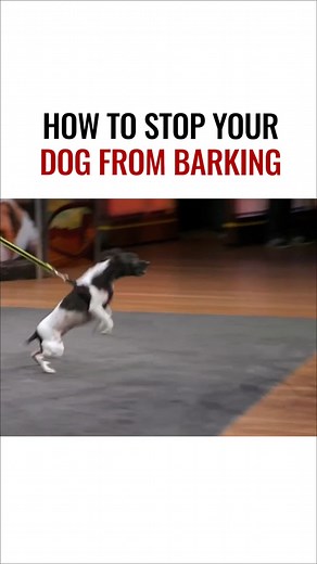This dog barks at everything—even the TV. Watch what happens when I show that calmness and confidence can replace the chaos. Este perro ladra a todo, incluso a la televisión. Mira lo que pasa cuando le enseño que la calma y la confianza pueden reemplazar el caos. | Cesar Millan