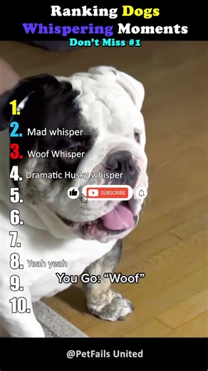 Dogs That Whisper Like Humans! 🐶🤫 Ranking the Funniest Moments!