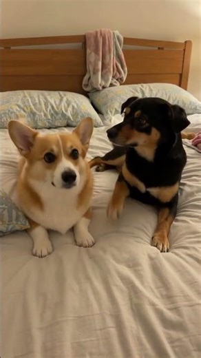 Two dogs outsmarted their owner and it shows 👀 #funnydogs #cleverdog #viral