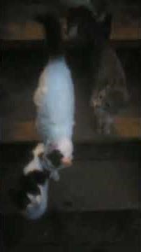 Gatos maullando :‣ y mi papá me dejo afuera con los gatos XD #cat #funnycats