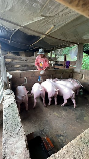11K views · 190 reactions | Feeding my pig farming #feeding #my #pig #farming #love #pigs #farm #nature #wildlife #life #piggy #farmlife #animals #instagood #pigsofinstagram #agriculture #homeless #family #piglet #farmer #animal #minipig #organic #nonprofit #baby #piggies #lessfortunate #amazing #oink #johndeere | Pig Videos | Facebook