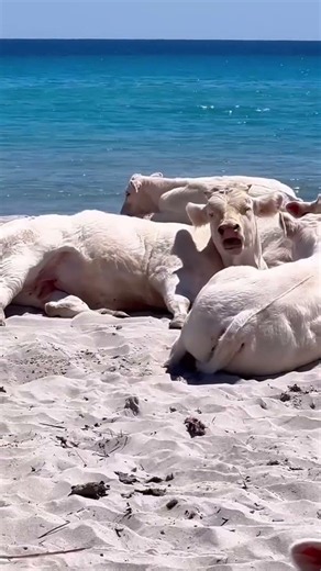 📌 Quando anche le mucche si godono le spiagge della Sardegna 🐮😅 ( 🎥 Ilaria Caddia )