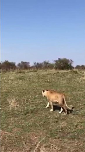 LION Lioness#shortsfeed#short#ytshorts #yt#shortvideo#shorts#Dogs#funny #fyp#cat#CuteAnimal#wildlife
