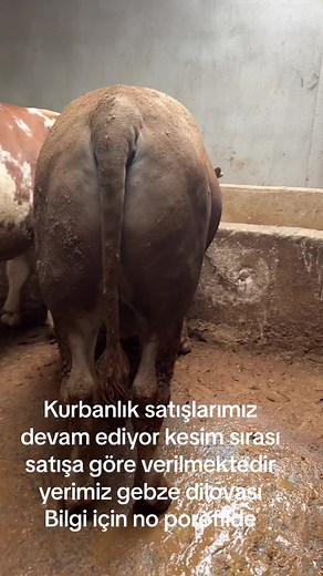 Şen besi çiftliği TikTok'ta