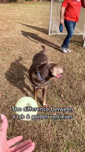 Enzo Golden Retriever on TikTok