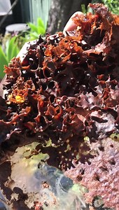 Come take a dive into a Native Bee Hive It’s not often that you get a chance to dive inside the residence of our wonderful Tetragonula carbonaria native stingless bees. They are one of only a few of our Australian native bees that form a colony and today I had the chance to peak inside the their incredible world with native bee specialist Dan Smailes from Sydney Native Bees and Sydney Native Bee Rescue. Thanks for sharing your knowledge, experience and passion for our unique Australian native po