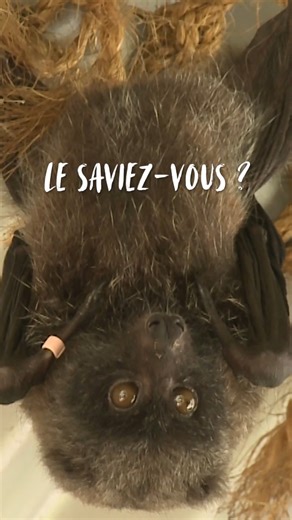 🎥 Le saviez vous ? La Nouvelle-Calédonie abrite l’une des biodiversités les plus exceptionnelles au monde 🌺 👉 Plus de 70 % des espèces qu’on y trouve n’existent nulle part ailleurs sur la planète ! 🔗 https://www.nouvellecaledonie.travel/activites/nature-preservee/ | Nouvelle-Calédonie