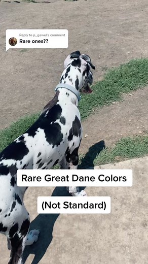 Reply to @p_gawel So many colors! #greatdane #greatdanesoftiktok #greatdanepuppy #dog #puppy #dogsoftiktok #puppylove #puppiesoftiktok #dogbreeds #breedstandard #healthadepopit #viral #fyp #foryoupage