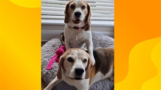 My beagles would not survive living in the wild