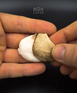 Mango 🥭 | Boxlapse