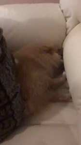 Funny pomeranian | BuzzSharer Pomeranians