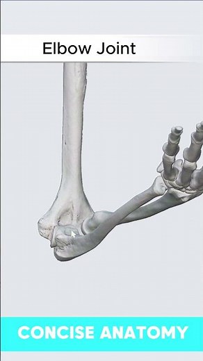 Elbow Joint Movements - Flexion & Extension | Concise Anatomy #elbowjoint #elbow #osteology