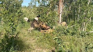 2K views · 498 reactions | Painted Dog Conservation on Reels | Facebook