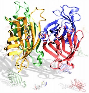 Understanding differences in streptavidin-biotin binding